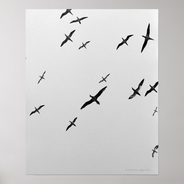 Birds flying poster (Front)