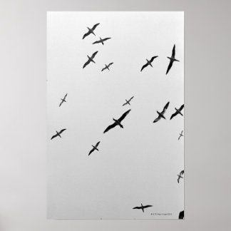 Bird Posters | Zazzle.co.uk