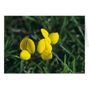 Birds-foot Trefoil
