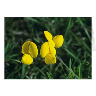 Birds-foot Trefoil