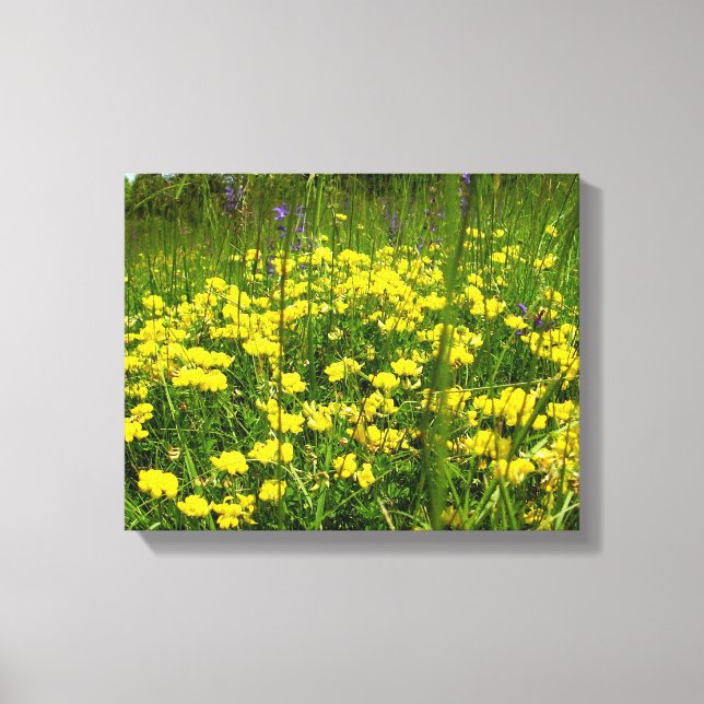 Birds-foot Trefoil Canvas Print (Front)