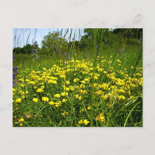 Birds-foot Trefoil Postcard (Front)