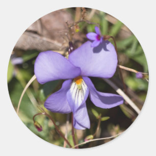 Birds-Foot Violet w/ Bluets Classic Round Sticker