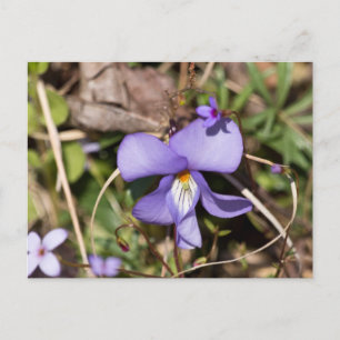 Birds-Foot Violet w/ Bluets Postcard
