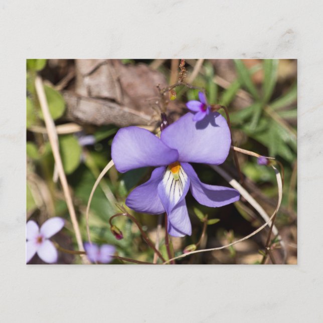 Birds-Foot Violet w/ Bluets Postcard (Front)