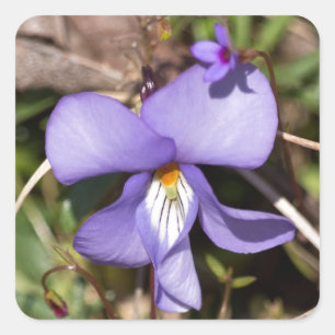 Birds-Foot Violet w/ Bluets Square Sticker