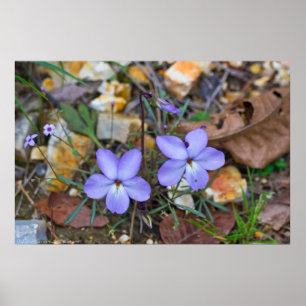 Birds Foot Violets rise through the Rocks Poster