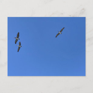 Birds in Flight Against Blue Sky Beach Photography Postcard