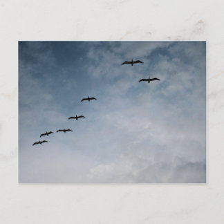 Birds in Flight Formation Beach Photography Postcard