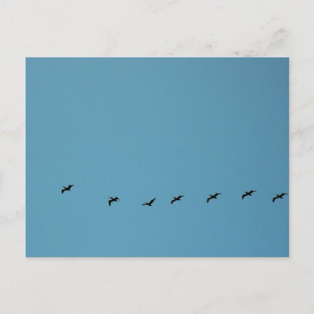 Birds in Flight Formation Beach Photography Postcard (Front)