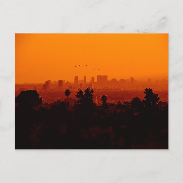 Birds In Flight (Los Angeles, CA) Postcard (Front)