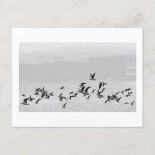 Birds in Flight Postcard
