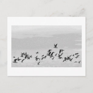 Birds in Flight Postcard