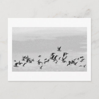Birds in Flight Postcard