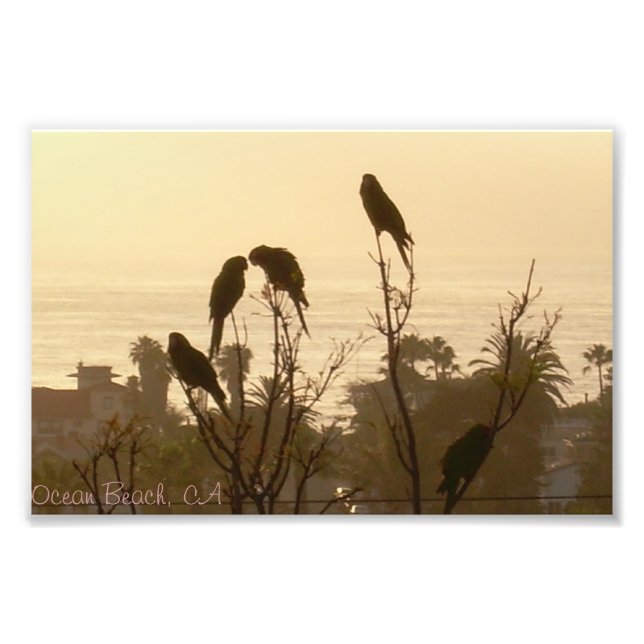 Birds In Paradise Photo Print (Front)