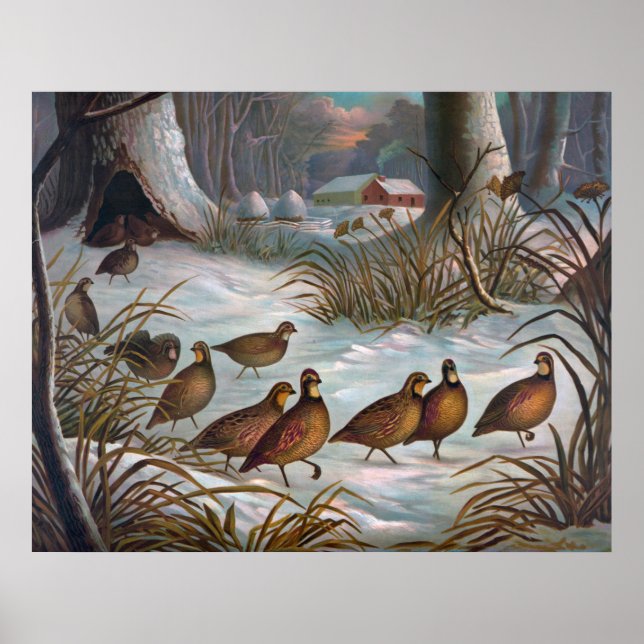 Birds In Snow Poster (Front)