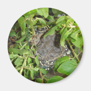 Birds Magnet