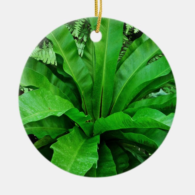 Bird's Nest Fern Ceramic Tree Decoration (Front)