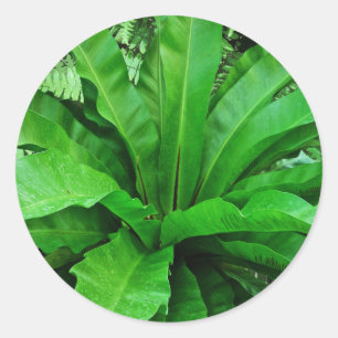 Bird's Nest Fern Classic Round Sticker