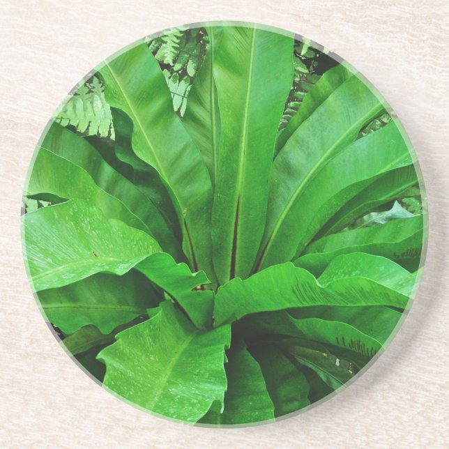 Bird's Nest Fern Coaster (Front)