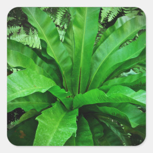 Bird's Nest Fern Square Sticker