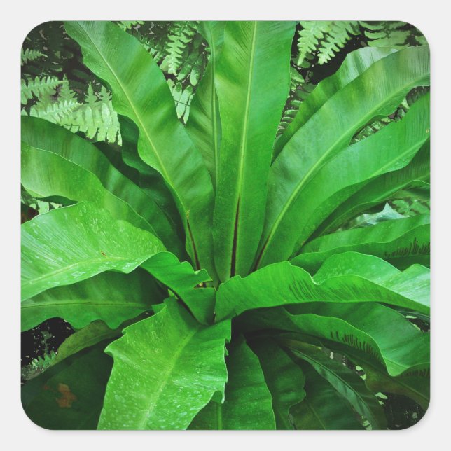 Bird's Nest Fern Square Sticker (Front)