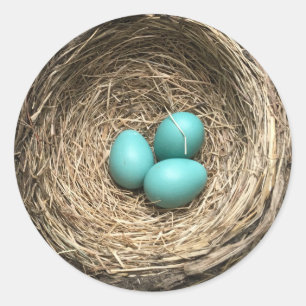 Birds Nest with Blue Eggs Classic Round Sticker