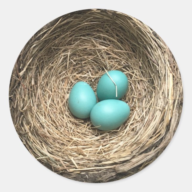 Birds Nest with Blue Eggs Classic Round Sticker (Front)