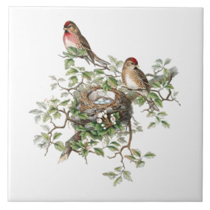 Birds Nesting Background Tile
