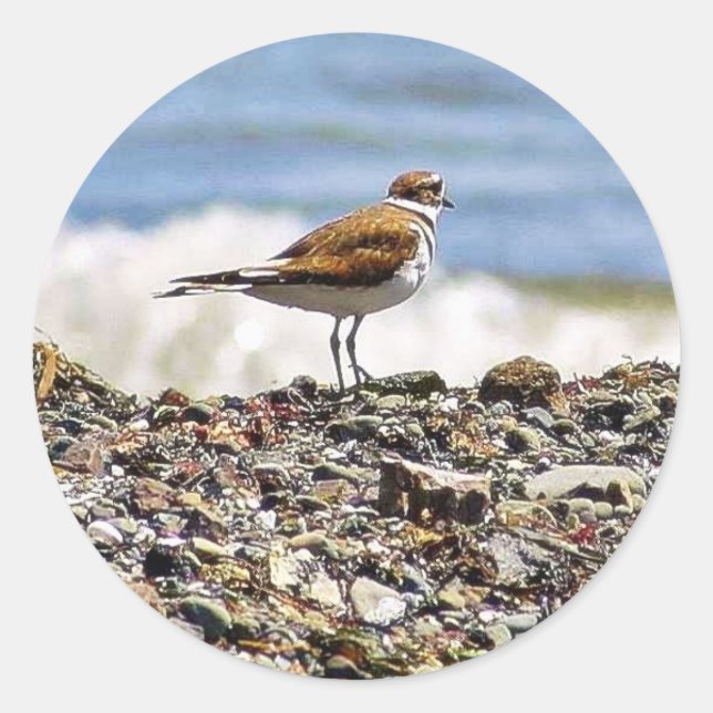 Birds Oceans Beaches Classic Round Sticker (Front)