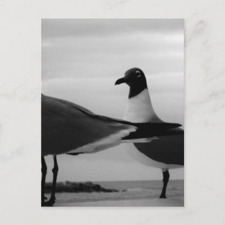 Birds of a Feather Postcard
