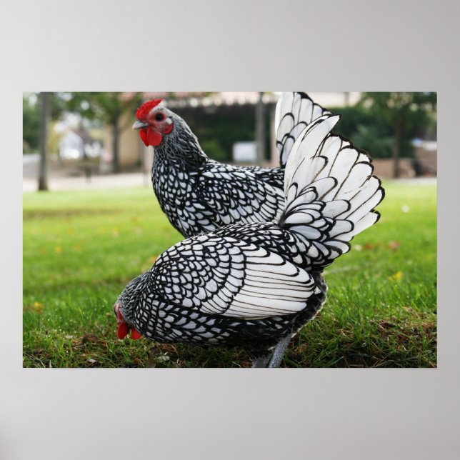 "Birds of a Feather" Poster (Front)