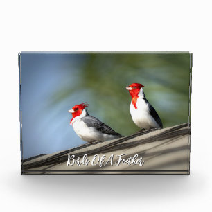 Birds of A Feather Red Crested Cardinals Hawaii Photo Block
