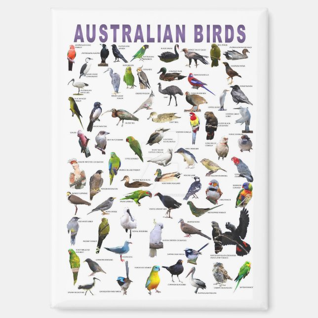 Birds of Australia  Magnet (Front)