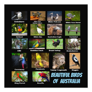 Birds of Australia Photo Print