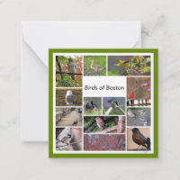 Birds of Boston Photo Collage