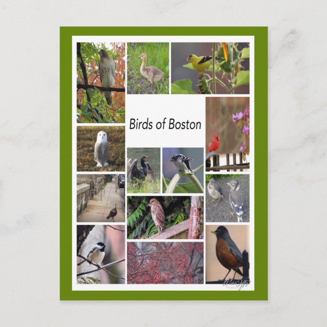 Birds of Boston Photo Collage Postcard (Front)