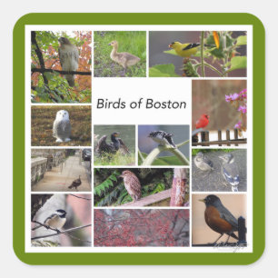 Birds of Boston Photo Collage Square Sticker