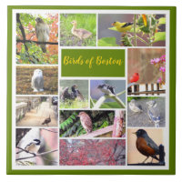 Birds of Boston Photo Collage