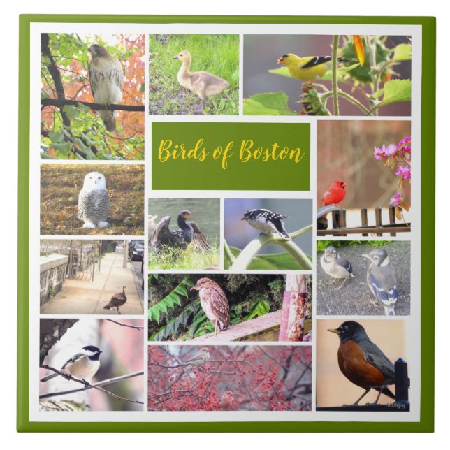 Birds of Boston Photo Collage Tile (Front)
