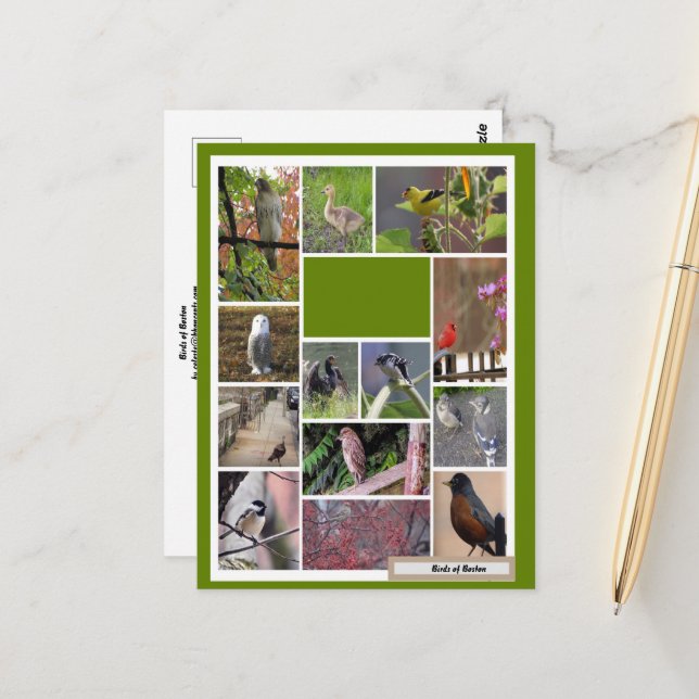 Birds of Boston  Postcard (Front/Back In Situ)