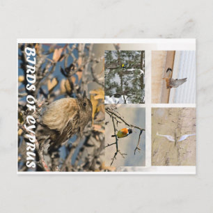 Birds of Cyprus postcard