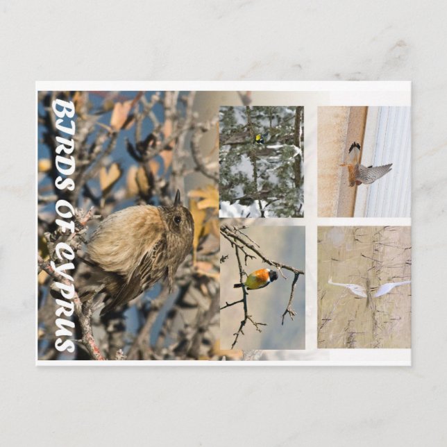 Birds of Cyprus postcard (Front)