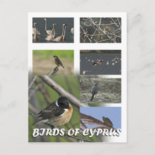 Birds of cyprus postcard