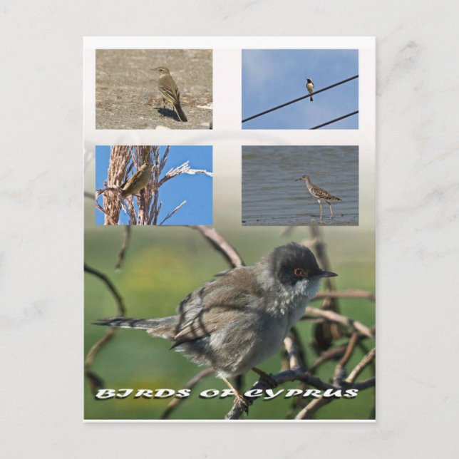 Birds of Cyprus postcard (Front)