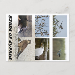 Birds of Cyprus postcard