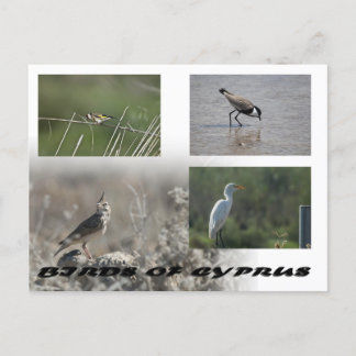 Birds of Cyprus postcard