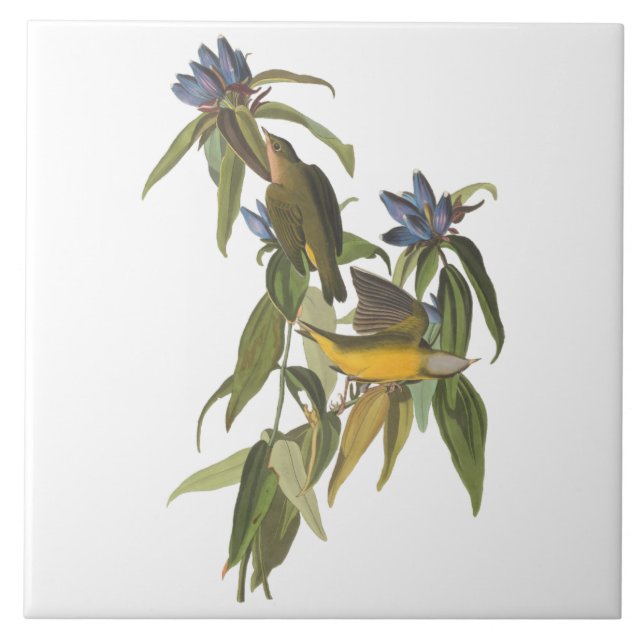 Birds of John James Audubon  Tile (Front)