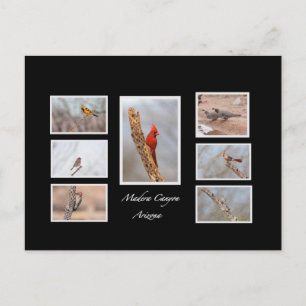 Birds of Madera Canyon Arizona Postcard