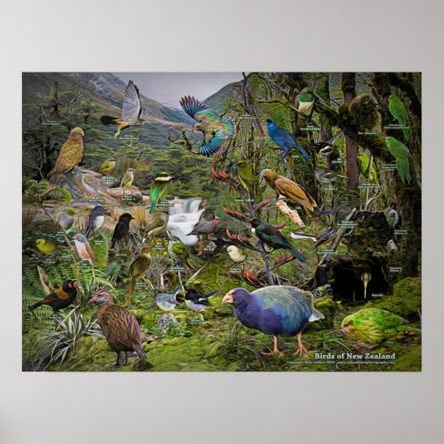 Birds of New Zealand art poster (Front)